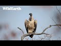 SafariLIVE Sunrise Safari - Repeat - 04 June 2024