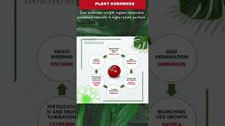 Plant Hormones 🌾| Plant Hormones and their Applications 🔥 #Shorts