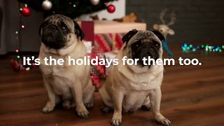 Enhanced Pet Bowl For Pugs - Holiday Ad