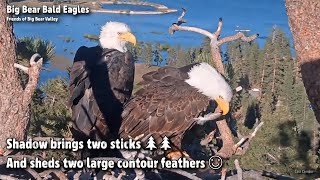 FOBBV CAM🦅Shadow Brings Two Sticks🌲🌲And Sheds Two Large Contour Feathers😊2023-06-02