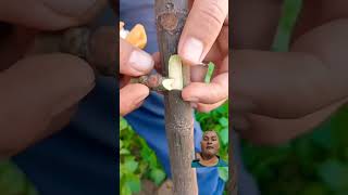 Fig Grafting Technique#grafting #tree #shorts