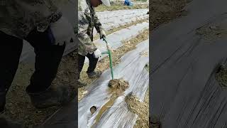 Good Simple Tool Digging Hole And Watering Easily For Planting Tobacco Seedlings- Easyway Easywork !