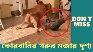 পাগলা গরু কোরবানির ঈদের পাগলা গরু, কসাই হার মেনে গেল। Qurbani Eid 2022 I Funny Video clip collection