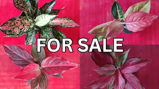 Aglaonema plants for sale /online /8281723614