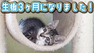 クリスマスイブに保護された子猫たち生後３ヶ月になりました！【保護猫】