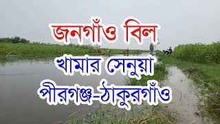 জনগাঁও বিল। খামার সেনুয়া, ভোমরাদহ, পীরগঞ্জ-ঠাকুরগাঁও-Jongau Bil