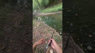 Fishing our creek full of Monster Fish!