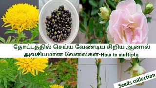 மாடித்தோட்டத்தில் செய்ய வேண்டிய சின்ன சின்ன வேலைகள்/ Simple Terrace gardening work#gardening