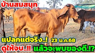 แปลกแต่มีอยู่จริง‼️ 23 ม.ค.68 บ้านสมสนุก อ.บรบือ แบบนี้‼️ต้องดูให้จบ แล้วจะพบของดี⁉️ รีบมาเลือกชมเลย