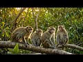 সুন্দরবনের করমজলে।koromjol adventure - Monkeys of #sundarban #sundarbantravel #bangladesh #india #4k