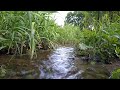 a small stream river fullhd 1h. dolby sound. upelis vadaktis