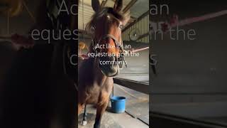 act like it’s an equestrian gc in the comments #horse #equestrian