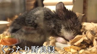 老ハムスターがご飯を自分で食べなくなりました🐹まくろ