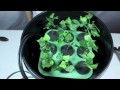 floatcloner floating hydroponic cloning system