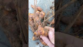 turmeric ( हल्दी ) harvesting from plant #harvesting #shorts #ytshorts #growyourownfood