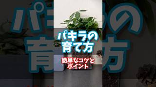 パキラを枯らしちゃう方必見【パキラの育て方】簡単なコツとポイント 観葉植物 #観葉植物 #houseplants #パキラ #pachira #propagation