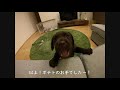 生後2か月の子犬のお手が可愛すぎる【ラブラドールレトリバー／子犬／しつけ】