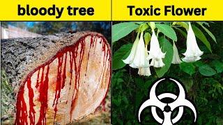 10 Most Deadly Trees In The World [Miniature Motion]