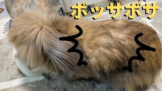 530【ボサボサ】アメリカンファジーロップは換毛期突入しました。　ブラシは週2、3回　〜Hop has extra many fur 〜