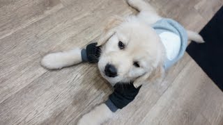 ゴールデンレトリバー子犬ティトとの暮らし、反省点と意識すること。