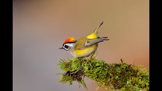 2022群英飛羽世界野鳥攝影聯展 C080 1 B 姜昆航 火冠戴菊