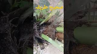 Right way to watering your dates palm | Khajoor care | Shorts gardening #shorts