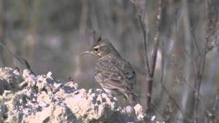 Crested Larks     -    Galerida cristata