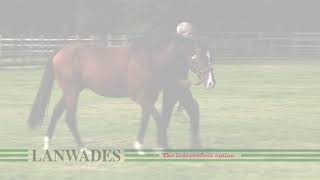 Sir Percy at Lanwades Stud