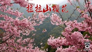 拉拉山櫻花