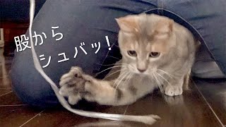 結局ビニールひもが一番楽しい猫 | #モアクリ Vlog034