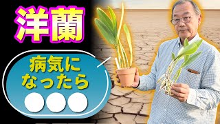 【洋蘭】腐る原因は？〇〇が大切です。病気になった株はどうする？黒い斑点などについてです。解説させて頂きます。[orchid] What causes rot?Black spots etc.