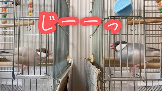 隣のよもぎが気になって仕方ない文鳥こむぎ　癒し動物　面白い動物　　Java sparrow