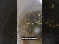 Auto Gold Panning | Eureka Gold Pay Dirt #shorts