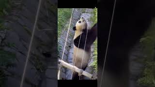 大熊猫升谊整活了，姨姨们快来围观吧。panda shengyi playing in her yard.#panda #판다 #大熊猫 #cute #大熊猫升谊#shengyi#cutepanda