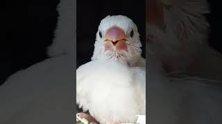 白文鳥 ひな(生後23日目)white java sparrow baby