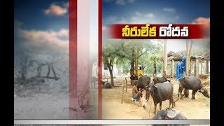 Jaikisan AP | 21st June'19 | చిత్తూరు జిల్లాలో మేత, నీళ్లు లేక అల్లాడుతున్న మూగజీవాలు