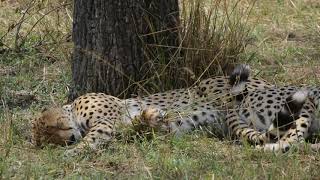 Cheetah pair in Masai Mara