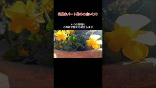 【１月２５日】１月下旬の庭　４つの植物と寄せ植えを紹介　花農家の庭いじり日記　 #shorts  #ガーデニング  #庭   #寄せ植え  #パンジー #ビオラ #へデラ　#プランター