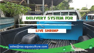 Check out how live shrimp is transported in our tanks | Live Transport