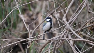 自然環境保全センター 自然観察園のシジュウカラ　その２（4K60P動画）