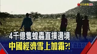 東非遇70年最慘蝗災!中國武漢肺炎未息...能擋得住\