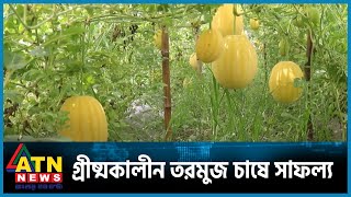 মাচাং পদ্ধতিতে গ্রীষ্মকালীন তরমুজ চাষে সাফল্য | Watermelon Cultivation | Kushtia | ATN News