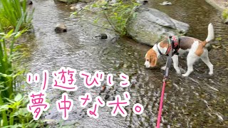 【BEAGLEさつき】雨が降り出して早く帰りたい飼い主を尻目に、川遊びを楽しむ犬。Beagle Satsuki continued to play in the stream in the rain