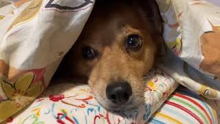 雷が怖くて、布団に隠れている犬/A dog hiding in a futon because he is afraid of lightning