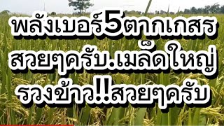 พลังเบอร์5อายุ80วัน🌾ตากเกสรสวยๆ#ชาวนา