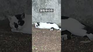 放牧中の牛　ホルスタインにゃんこ