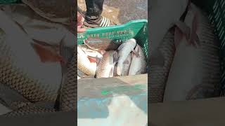 Live fish# godavari fishes