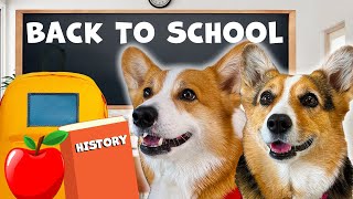 DOGS GO BACK TO SCHOOL | Hammy & Olivia Compilation