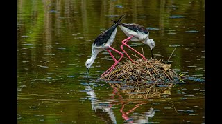 Black-winged Stilt/hatching nest香山金城湖高蹺鴴孵蛋翻蛋