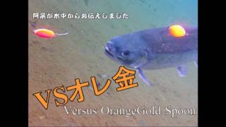 【水中映像】VSオレ金　放流カラー対決　第一戦ピンク金VSオレンジ金